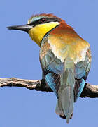 European Bee-eater