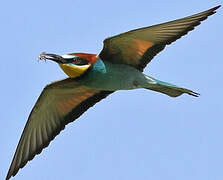 European Bee-eater