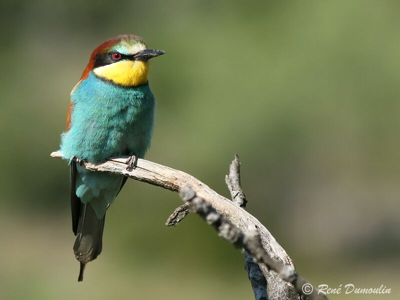 Guêpier d'Europeadulte, identification