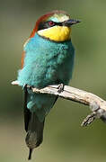 European Bee-eater