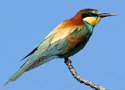 European Bee-eater