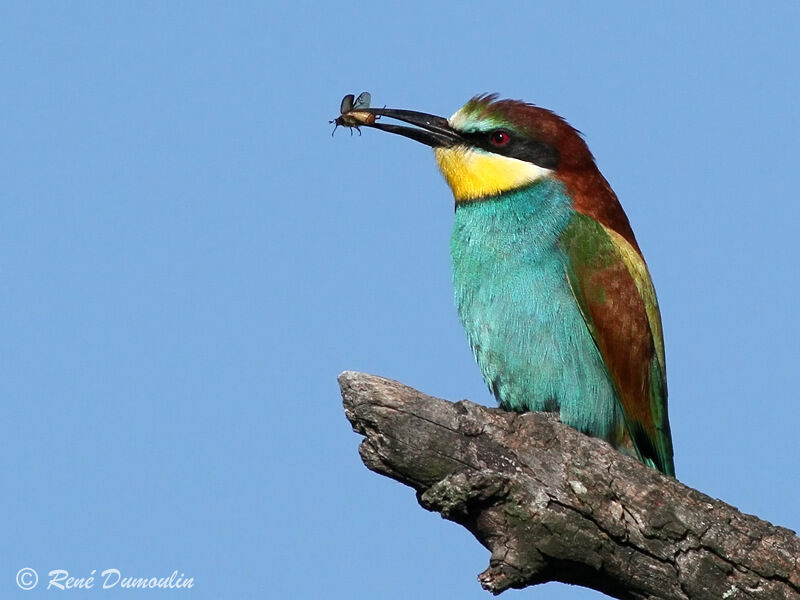 European Bee-eater male adult, identification
