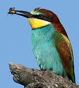 European Bee-eater