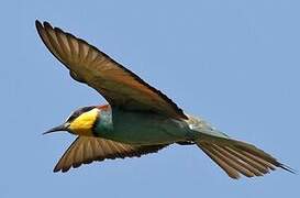 European Bee-eater