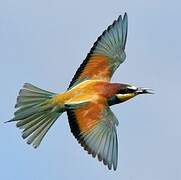 European Bee-eater