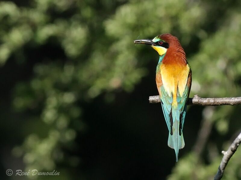 European Bee-eater male adult, identification