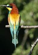 European Bee-eater