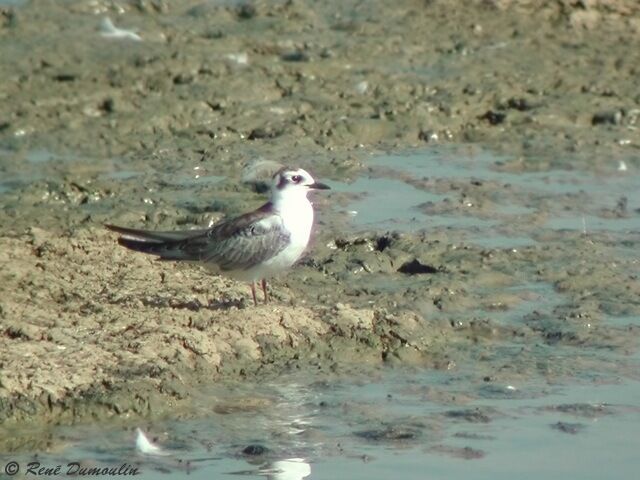 Guifette leucoptère