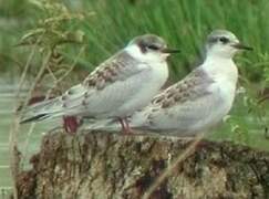 Whiskered Tern