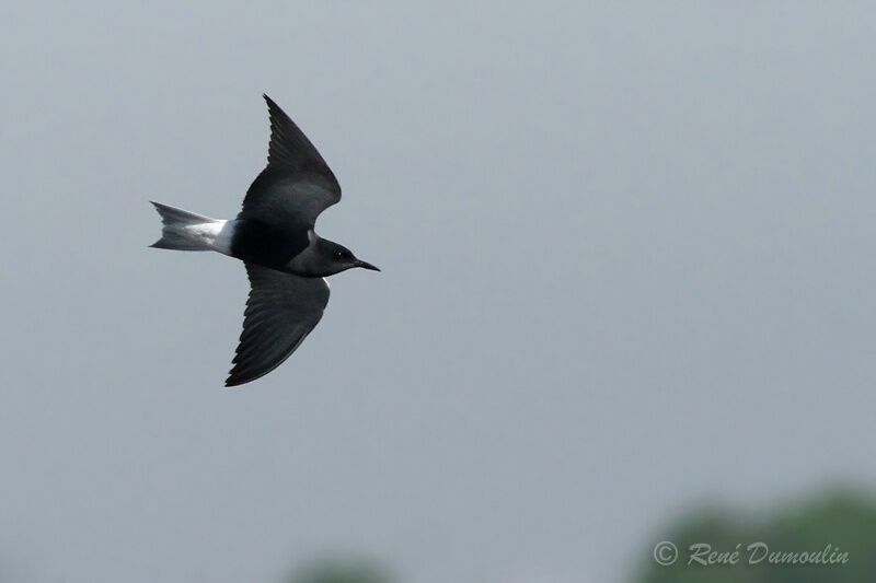 Black Ternadult breeding, Flight