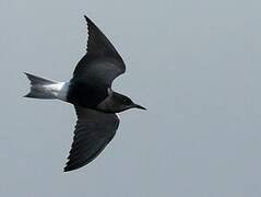 Black Tern