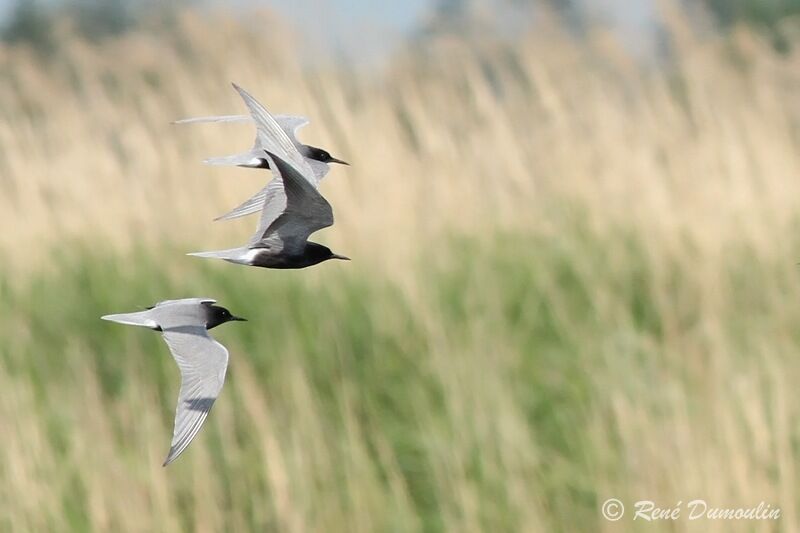 Black Tern, Flight