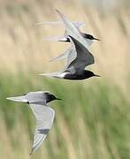 Black Tern