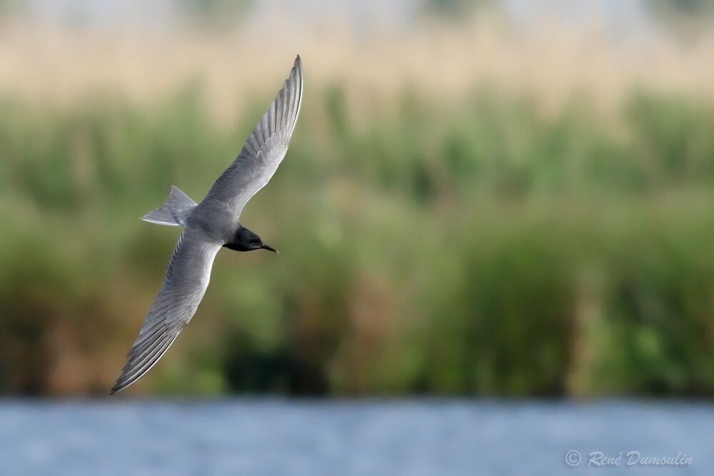 Guifette noireadulte nuptial, Vol