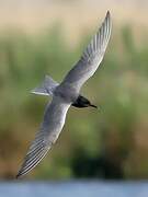 Black Tern