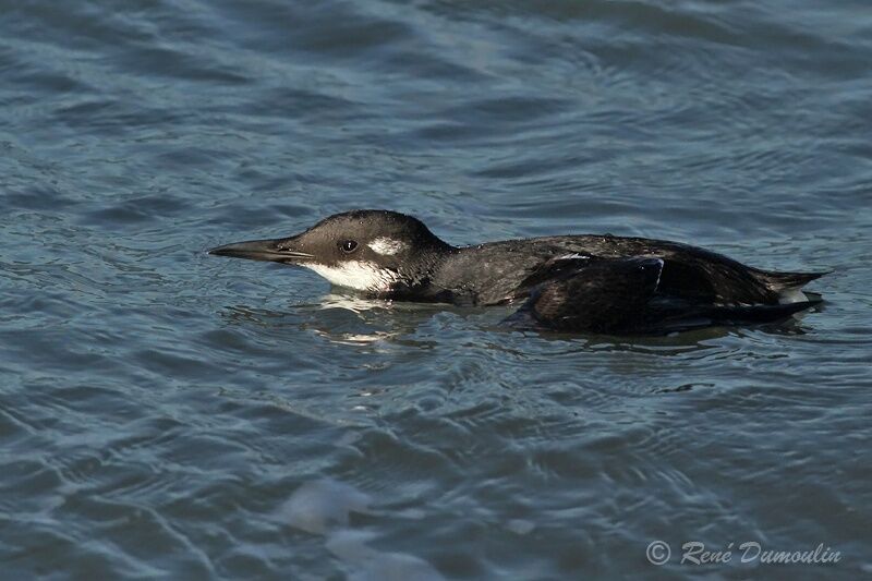 Guillemot de Troïl, identification