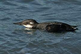 Common Murre