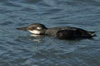 Guillemot de Troïl