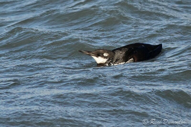 Common Murre, identification