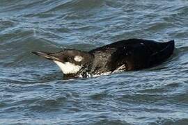 Common Murre