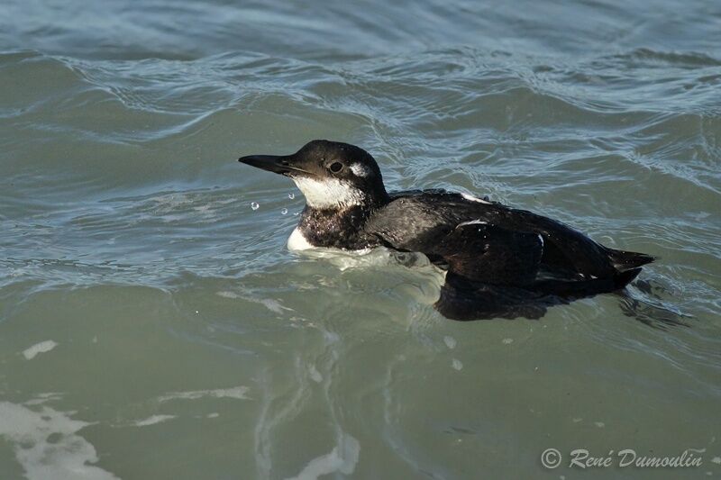 Common Murre, identification