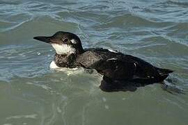 Common Murre