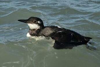 Guillemot de Troïl