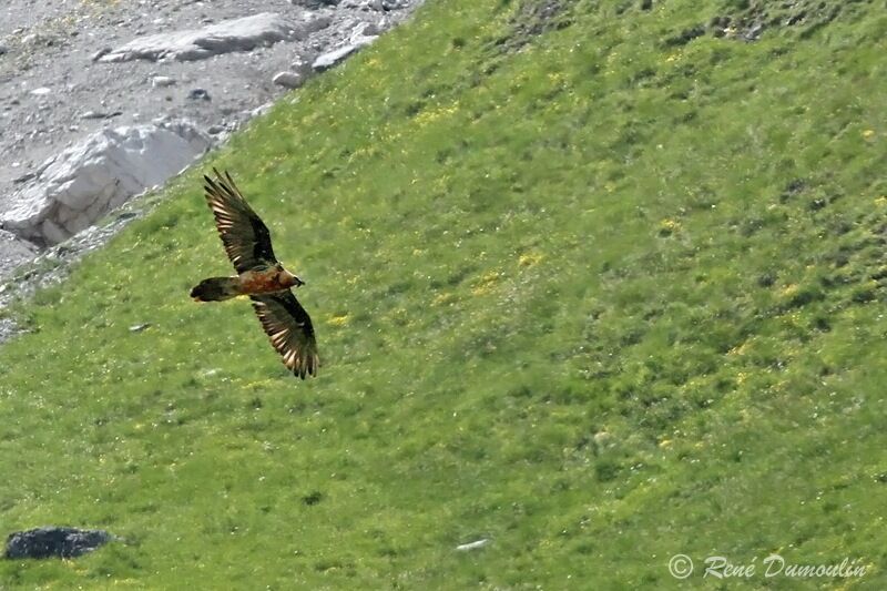 Bearded Vultureimmature, Flight