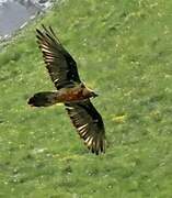 Bearded Vulture