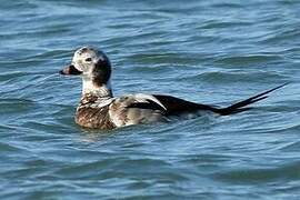 Long-tailed Duck