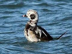 Long-tailed Duck