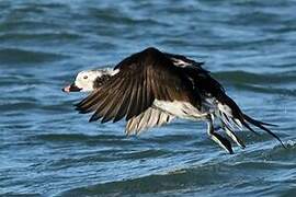 Long-tailed Duck