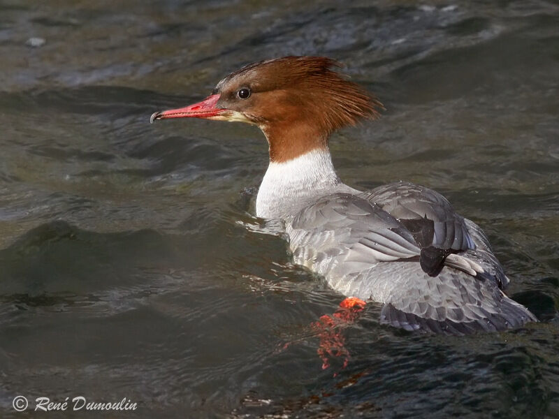 Common Merganser female adult, identification