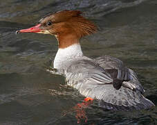 Common Merganser