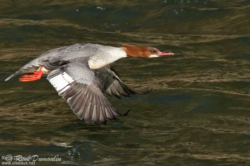 Common Merganser female adult, Flight