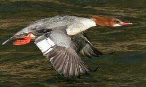 Common Merganser