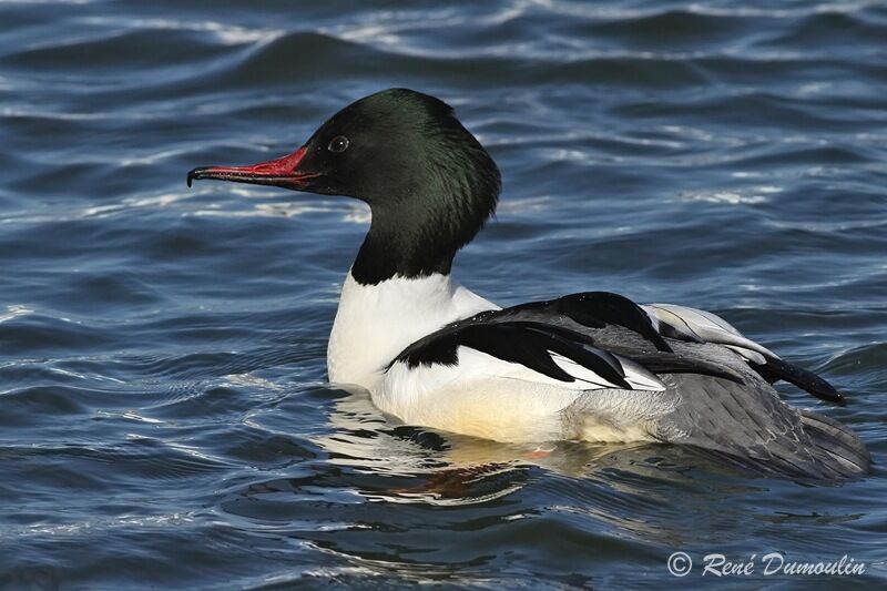 Common Merganser male adult breeding, identification