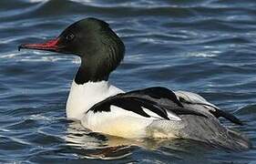 Common Merganser