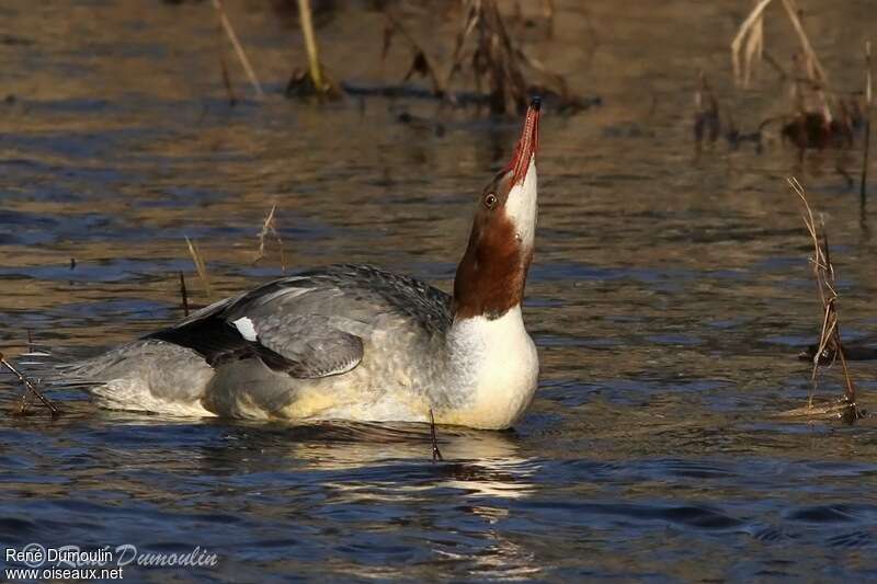 Common Merganser male First year, Behaviour