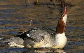 Common Merganser