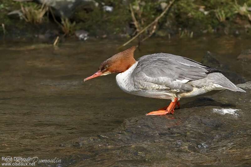 Common Merganser female immature, identification