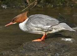 Common Merganser