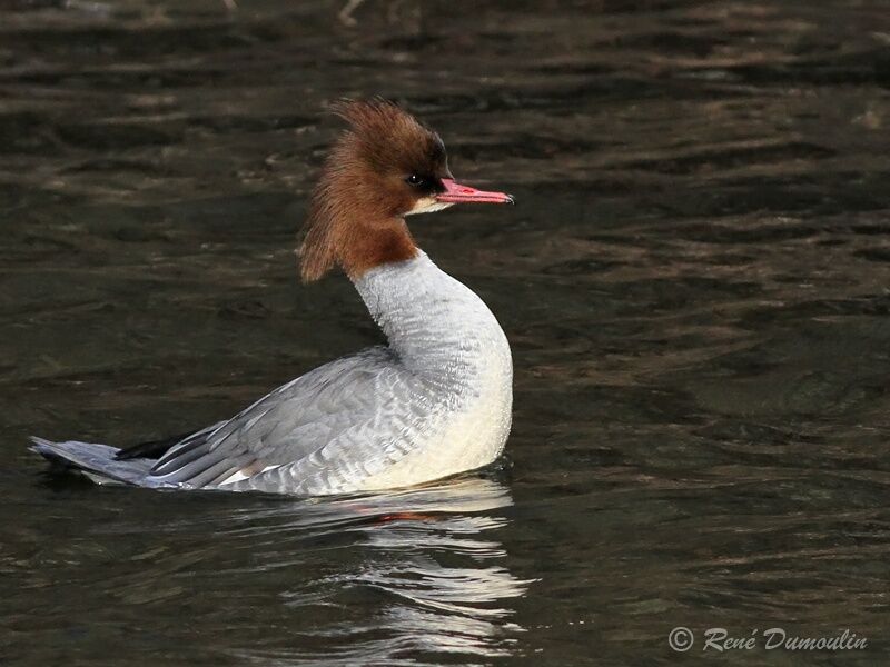 Common Merganser female adult, identification