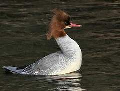 Common Merganser