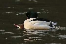 Common Merganser