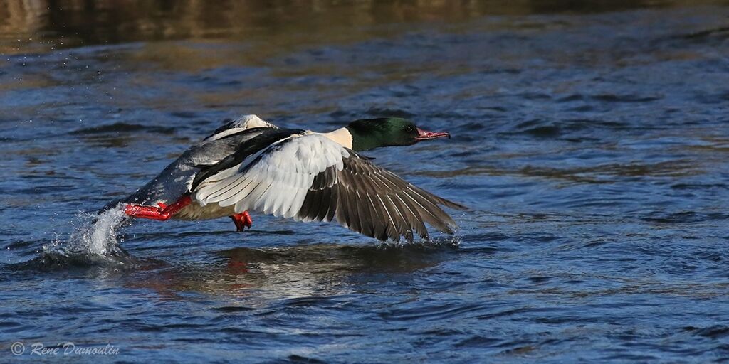 Common Merganser male adult breeding, Flight