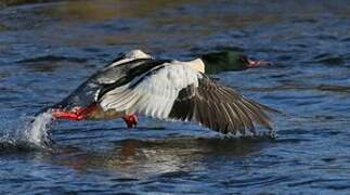 Common Merganser