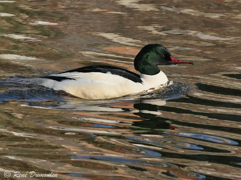 Common Merganser male adult