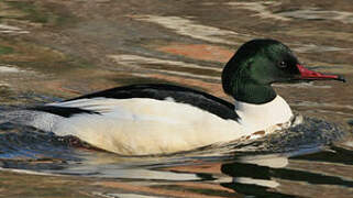 Common Merganser