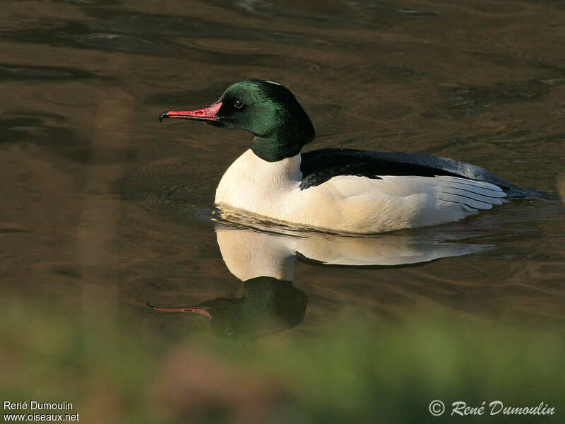 Common Merganser male adult, identification